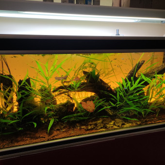 aquariophile Booster95