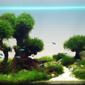 aquariophile Therymoise
