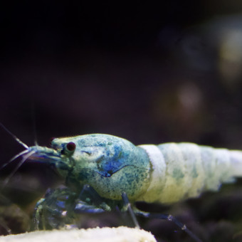 aquariophile Lavoipierre