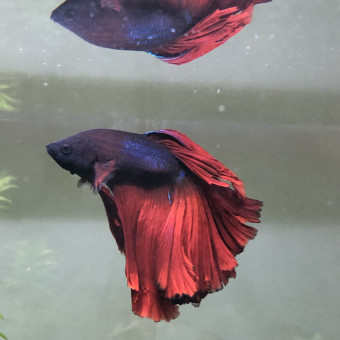 aquariophile sophie77