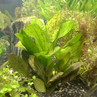 aquariophile Gaetane44