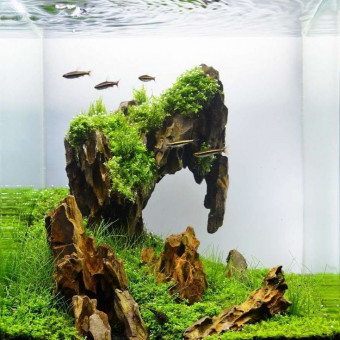 aquariophile Lordhexagram