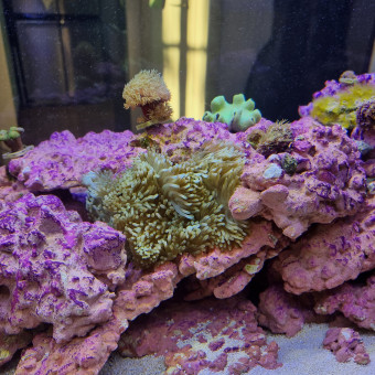 aquariophile Mb39190