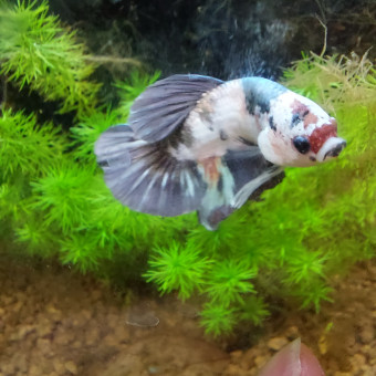 aquariophile lucie-garbin