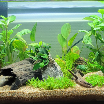 aquariophile Falkiori