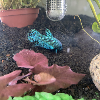 aquariophile BettaCindy