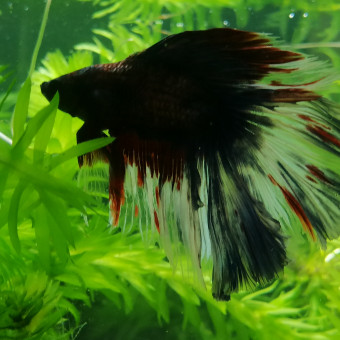 aquariophile Gastonlechicon