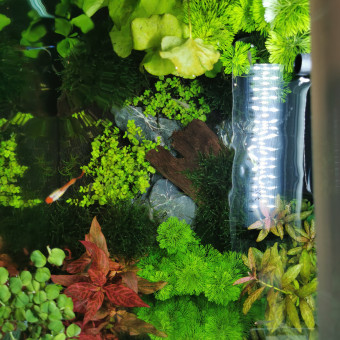 aquariophile Dydysea
