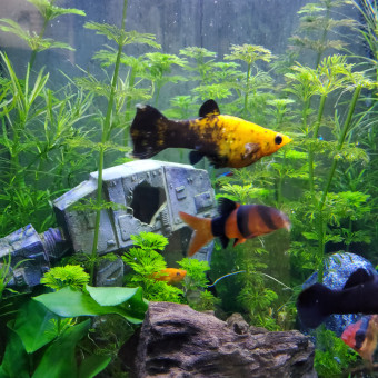 aquariophile Fred_CZD