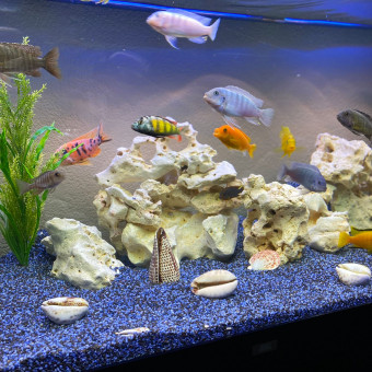 aquariophile Azhaar