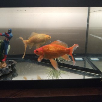 aquariophile Flippernemo