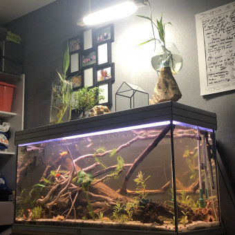aquariophile hugo24