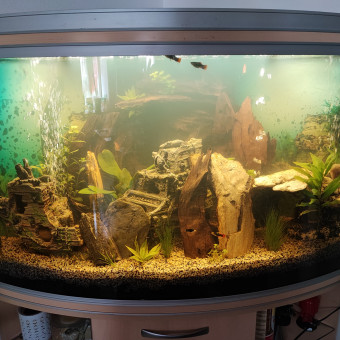 aquariophile Kriss56