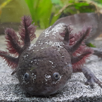 aquariophile Uhnikka
