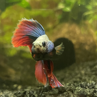 aquariophile BettaMat07