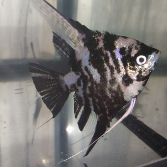 aquariophile Lamaisondubocal-79300-bressuire