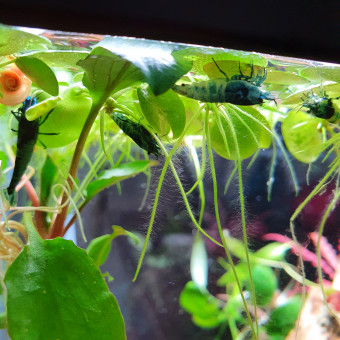 aquariophile Ninalia