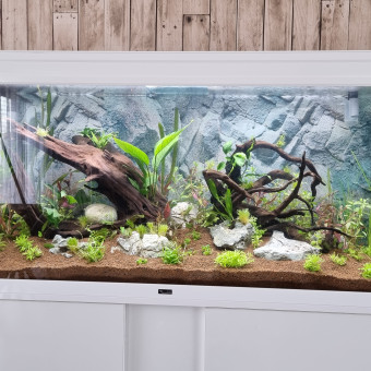 aquariophile Cyrilmmi