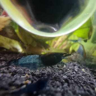 aquariophile Geoffrey2311