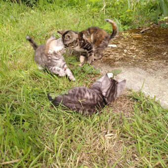 aquariophile Dinaqua