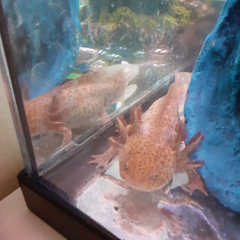 aquariophile Bisoulexou