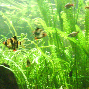 aquariophile hillel