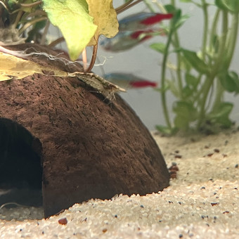 aquariophile ChristopherDS97