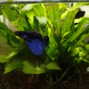 aquariophile ELune