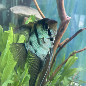 aquariophile Agostinho