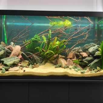 aquariophile Julidoromis