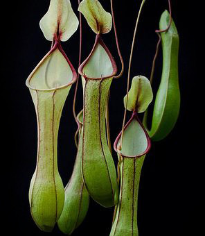 aquariophile Makarium_60