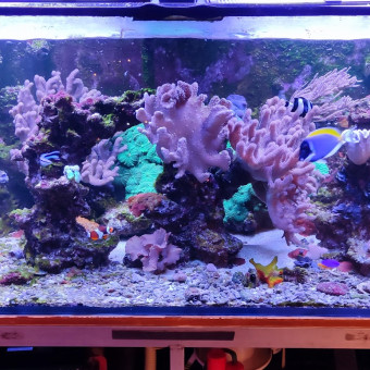 aquariophile Dobby89