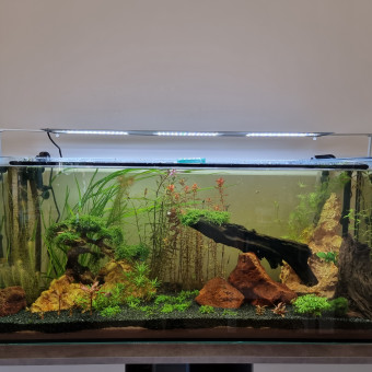 aquariophile Betel79