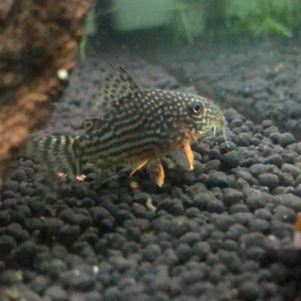 aquariophile Louloudu83