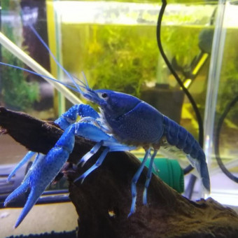 aquariophile Valanor76