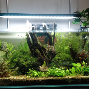 aquariophile Boudioue