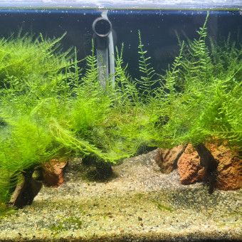 aquariophile Aqua347