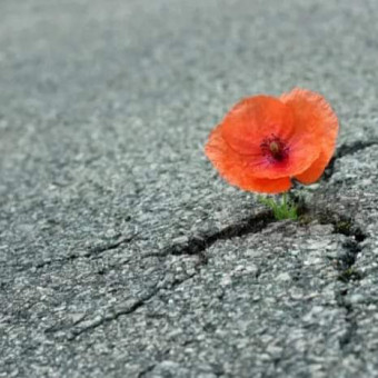 aquariophile Dedel80