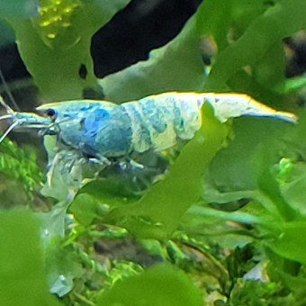 aquariophile Bluecre
