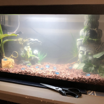 aquariophile abigaelle
