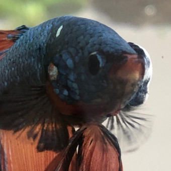 aquariophile Artizaned