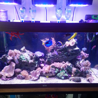 aquariophile Sandraromu2021