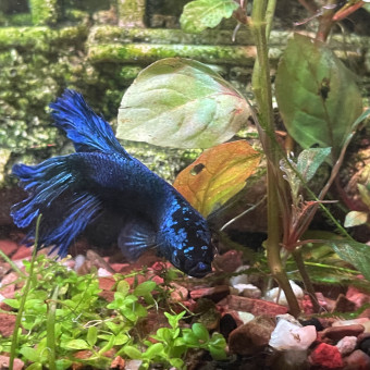 aquariophile Jeremyschk