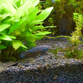 aquariophile Lorenz83