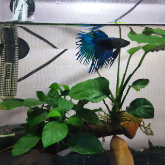 aquariophile ojuju44o