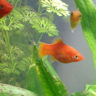 aquariophile Platys13770