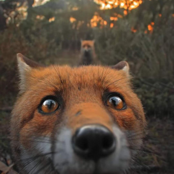 aquariophile Kalvin62730