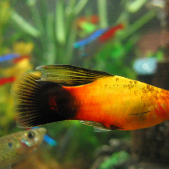 aquariophile Lilah13