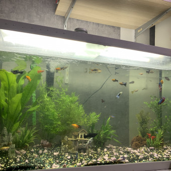 aquariophile Alexauzair94