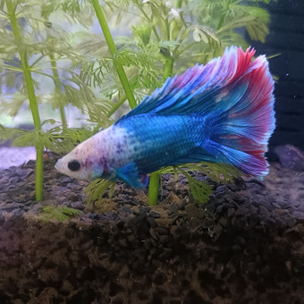 aquariophile Vodka_Betta